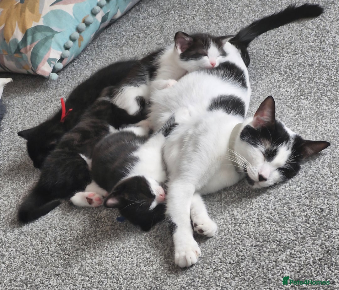 British Shorthair cats for sale: British Shorthair Mix Kittens - Image 21