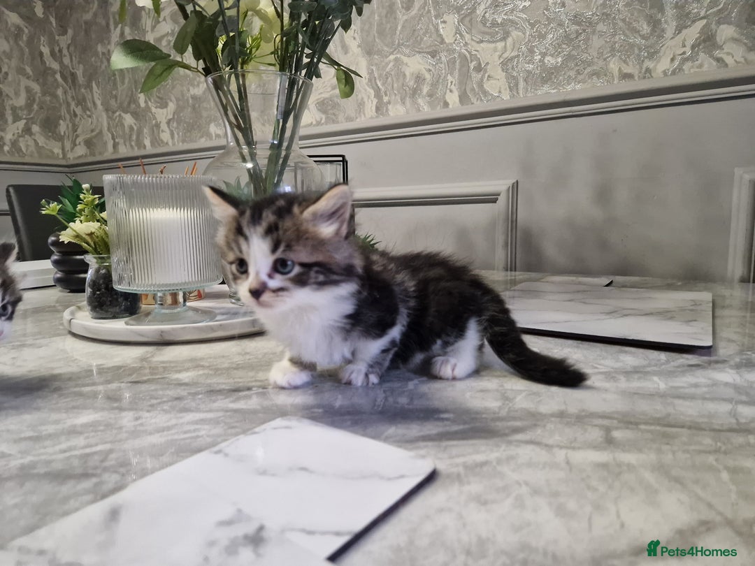 British Longhair cats for sale: Beautiful Fluffy kittens 3 Male 1 Female  - Image 13