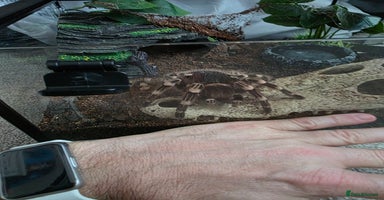 Tarantulas invertebrates Acanthoscurria geniculata fully grown adult female - Advert 7