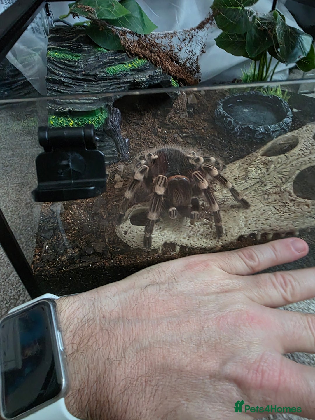 Tarantulas invertebrates for sale: Acanthoscurria geniculata fully grown adult female - Advert 3