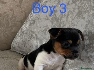 Jack Russell dogs Jack Russell - Advert 17