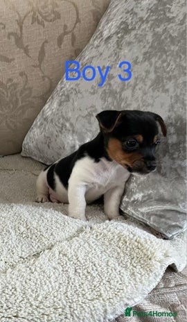 Jack Russell dogs Jack Russell - Advert 15