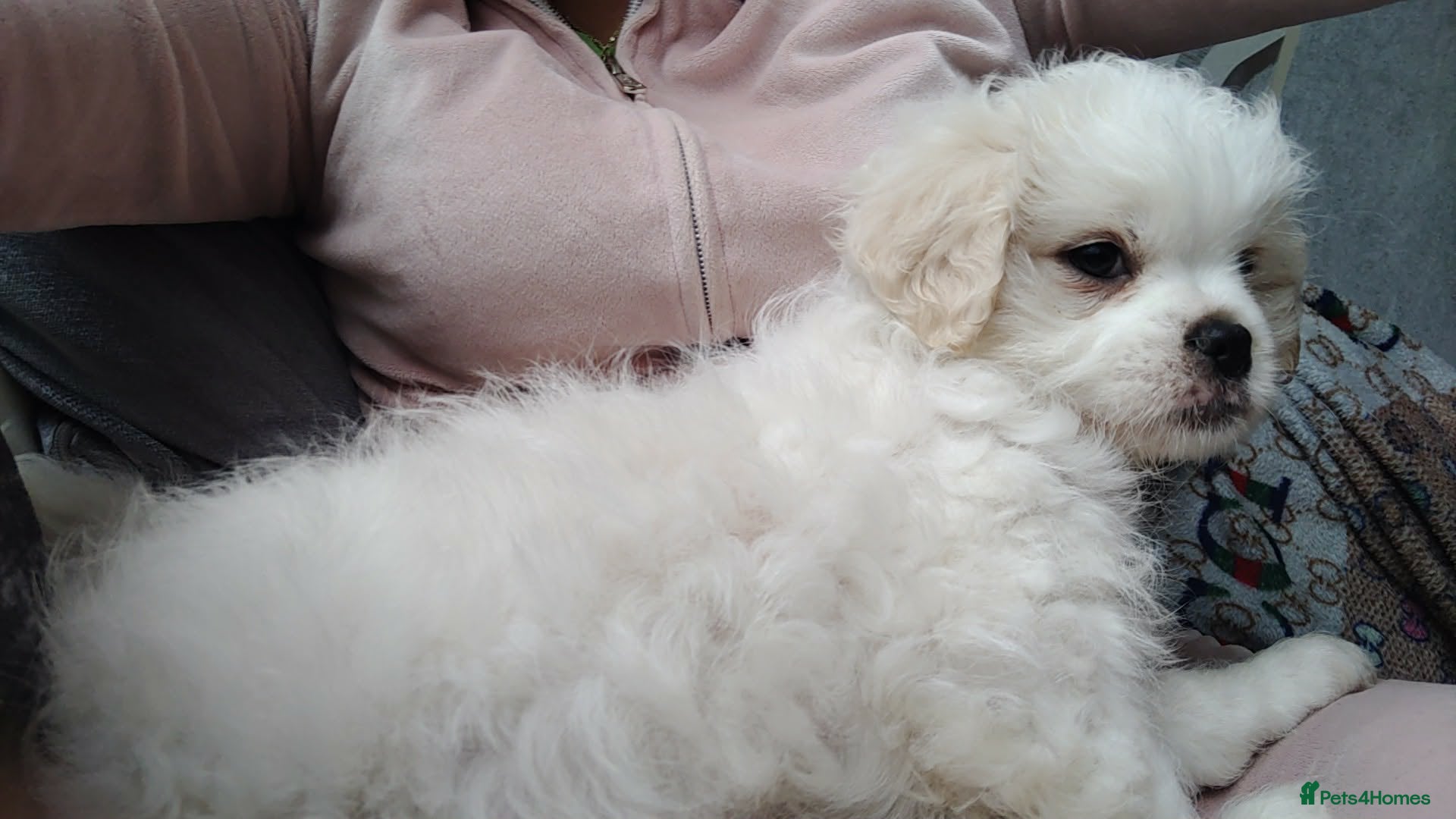 Shihpoo dogs Last little fluff boy available ❤️❤️❤️❤️❤️ - Advert 4