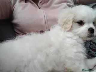 Shihpoo dogs Last little fluff boy available ❤️❤️❤️❤️❤️ - Advert 4