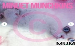 Munchkin cats for sale: White Persian Minuet munchkin blue & odd eyes - Image 14