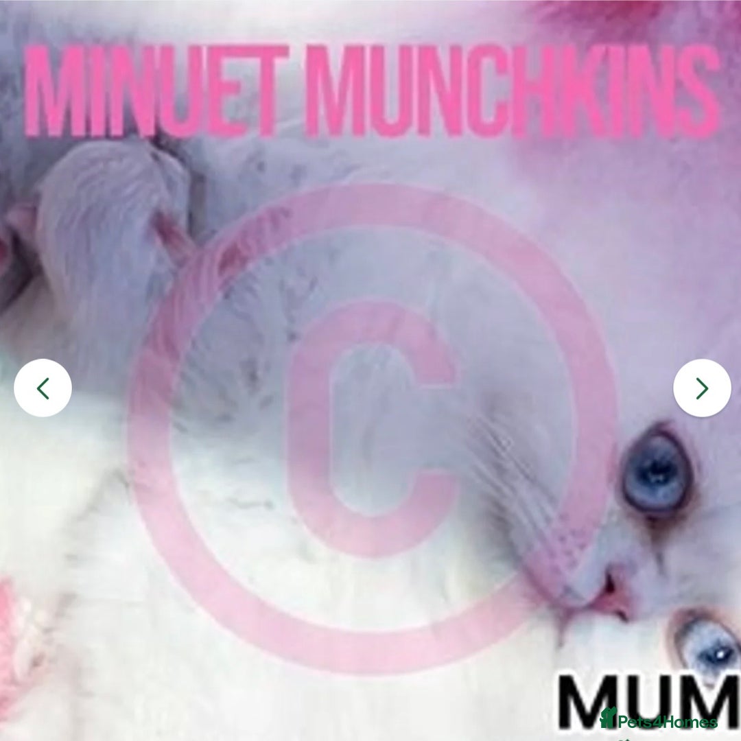 Munchkin cats for sale: White Persian Minuet munchkin blue & odd eyes - Image 14