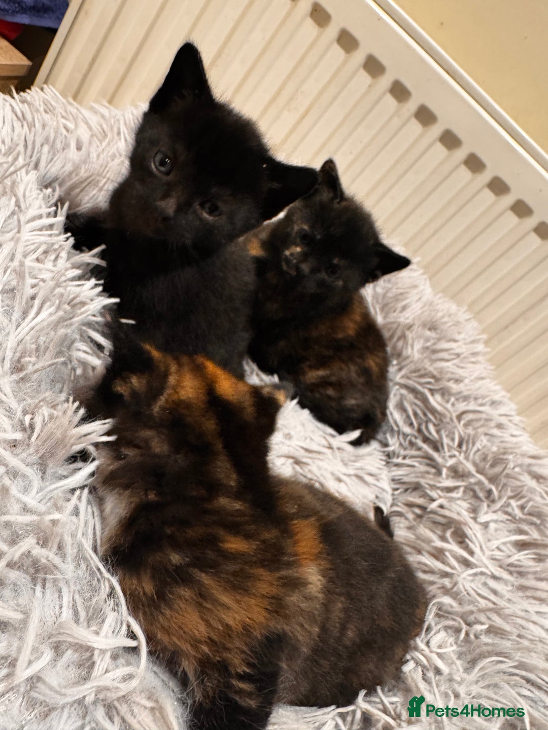 Mixed Breed cats for sale: 4 beautiful kittens - Advert 16