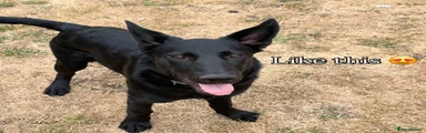Sheprador 1