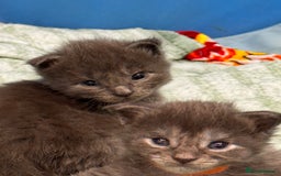 Maine Coon cats for sale: Purebred Blue Maincoon Kittens  - Image 22