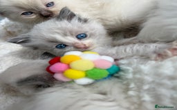 Ragdoll cats for sale: 💙🩷GCCF RAGDOLL KITTENS 3, 5 & 20WKS  AWARD WIN🥇 - Image 15