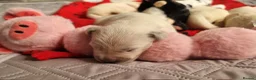 Golden Retriever dogs for sale: KC Golden Retriever Puppies – Waiting List Open - Advert 5