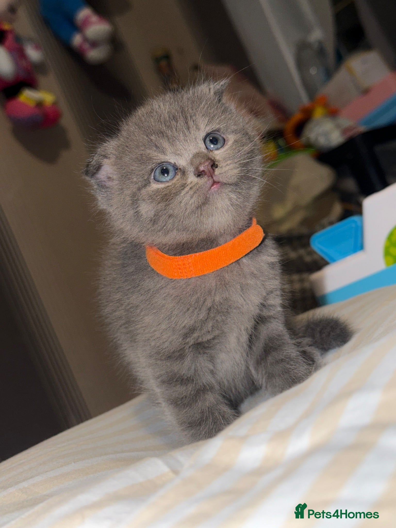 Mixed Breed cats ‼️READY‼️BritishShorthair&ScottishFold Kittens - Advert 6