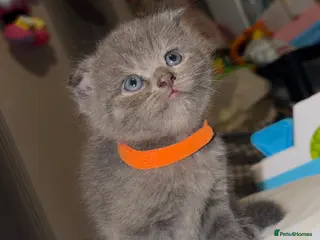 Mixed Breed cats ‼️READY‼️BritishShorthair&ScottishFold Kittens - Advert 6