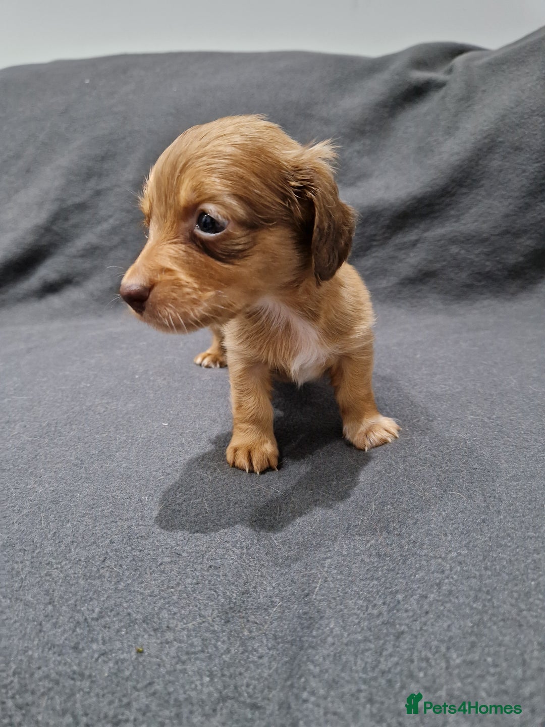 Miniature Dachshund dogs for sale: Quality KC Registered Mini Long-Haired Dachshunds  - Advert 15