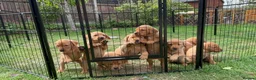 Labrador Retriever dogs for sale: KC Fox Red Labradors in Chelmsford - Advert 3