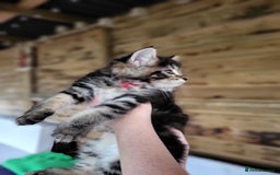 Maine Coon cats for sale: Beautiful Maine Coon x kittens ready now - Image 8