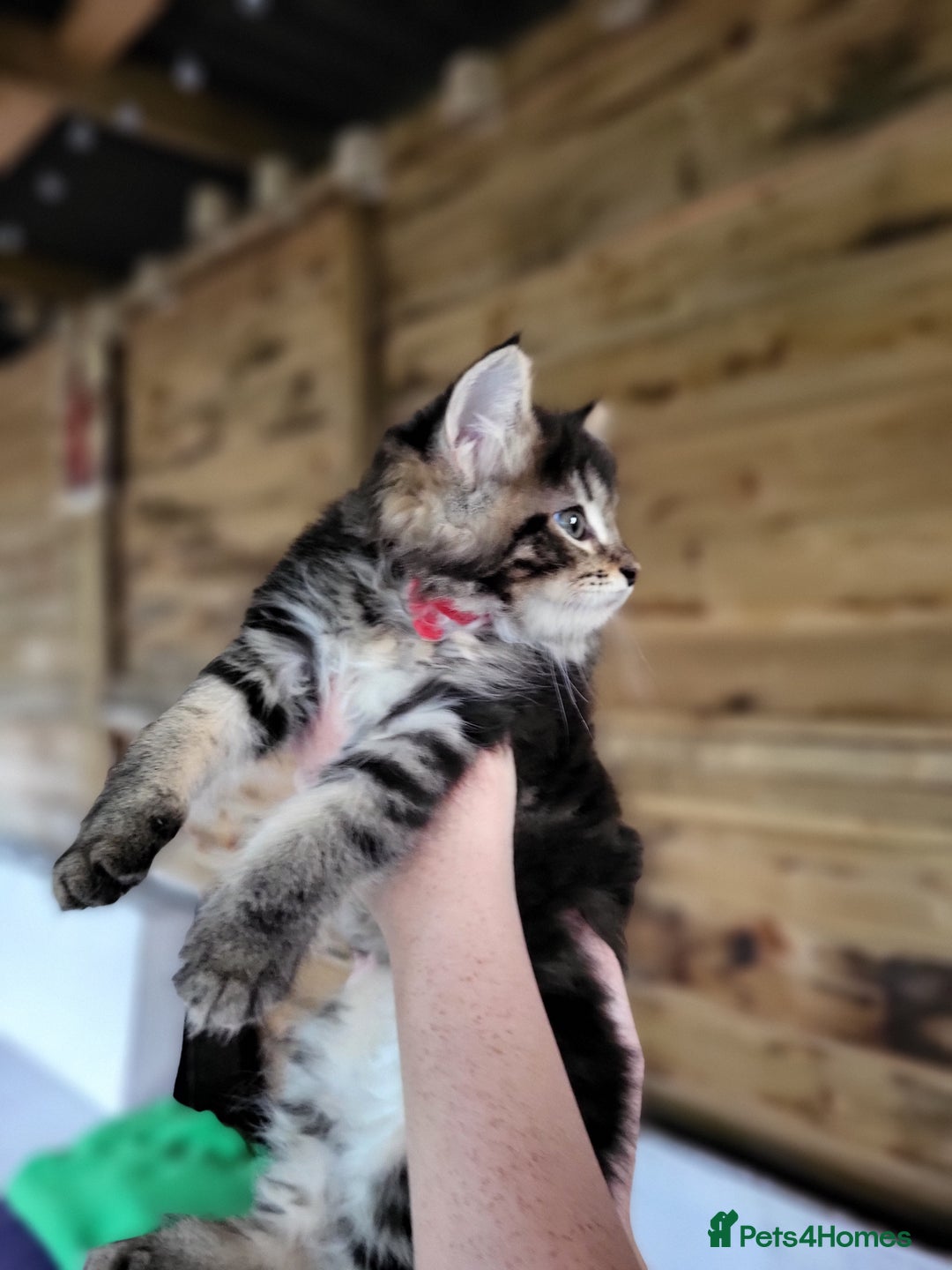 Maine Coon cats for sale: Beautiful Maine Coon x kittens ready now - Image 8