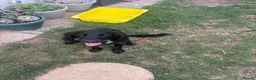 Mixed Breed dogs for sale: Lovely girl puppy cocker spaniel cross patterdale - Advert 3