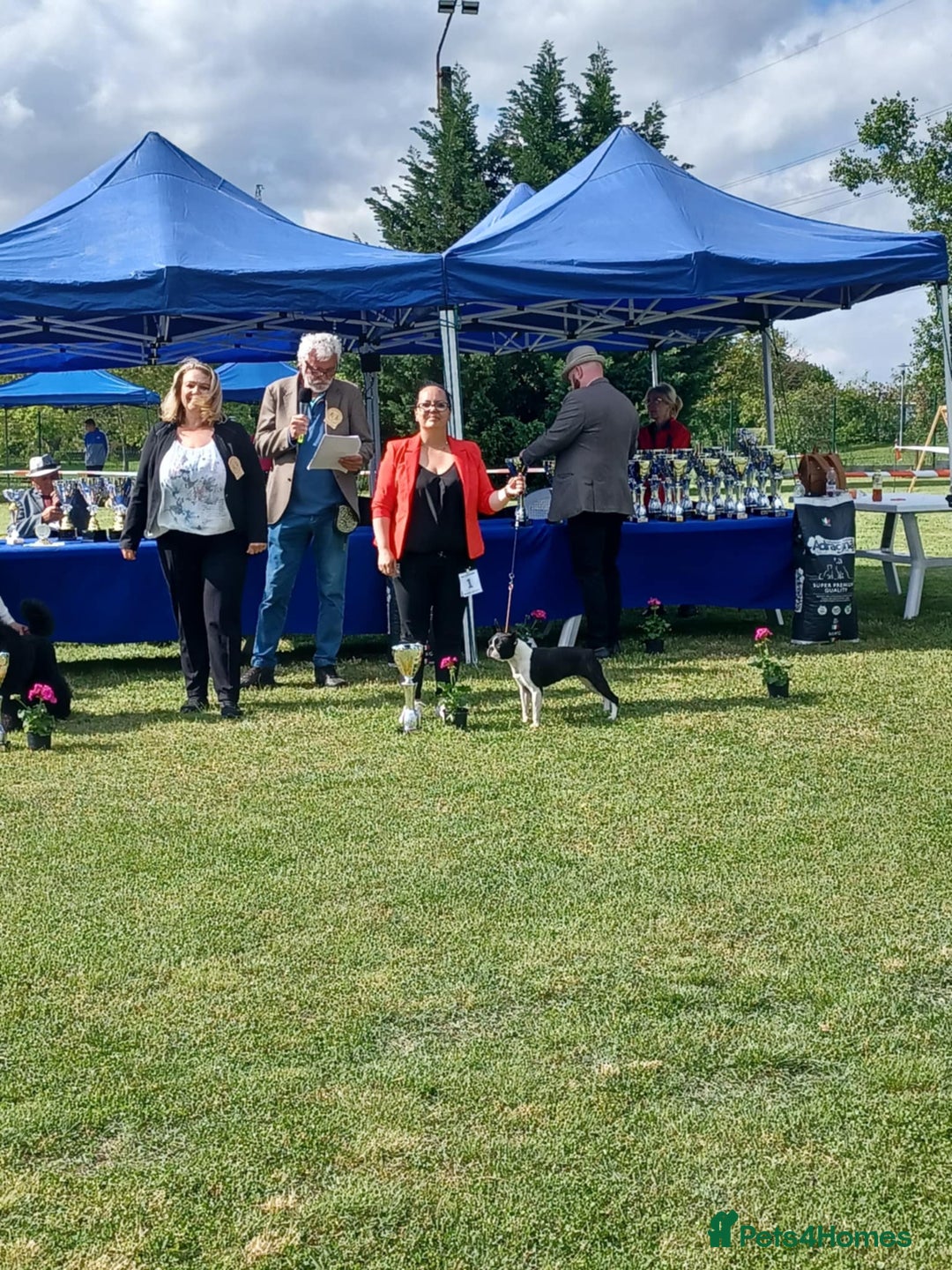 Boston Terrier dogs for sale: Boston terrier puppies - Advert 9