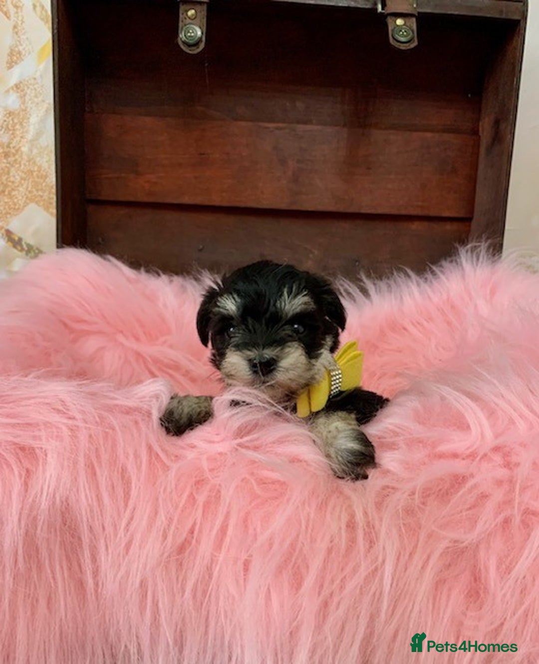 Miniature Schnauzer dogs for sale: 5* LICENSED - KC MINI (TOY) SCHNAUZER CHOCOLATE  - Advert 9