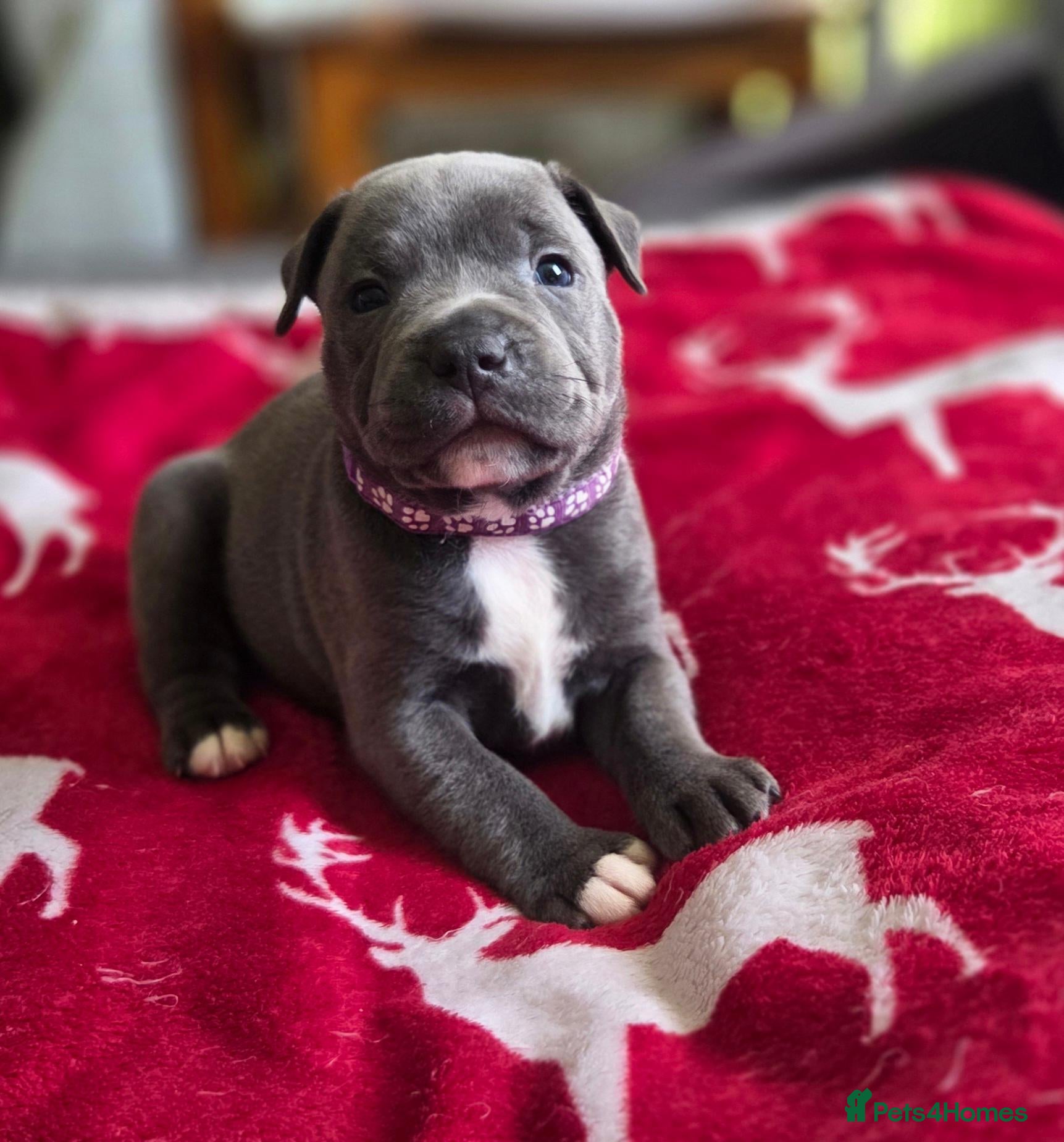 Staffordshire Bull Terrier dogs KC Blue Staffordshire Bull Terrier Puppies - Advert 2