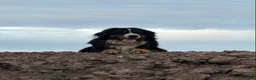 Mixed Breed dogs for sale: Gorgeous chunky Labernese puppies in Louth - Advert 31