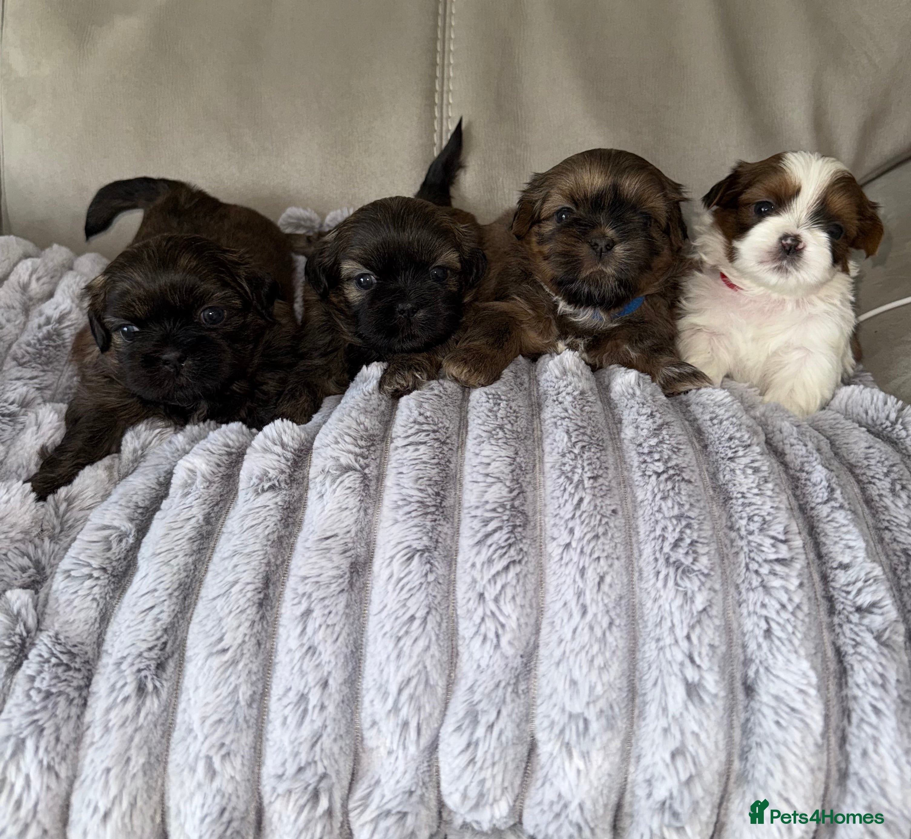 Shih Tzu dogs Adorable Shih Tzu Puppies For Loving Homes. - Advert 16