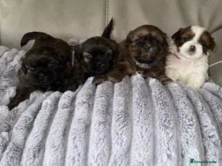 Shih Tzu dogs Adorable Shih Tzu Puppies For Loving Homes. - Advert 4