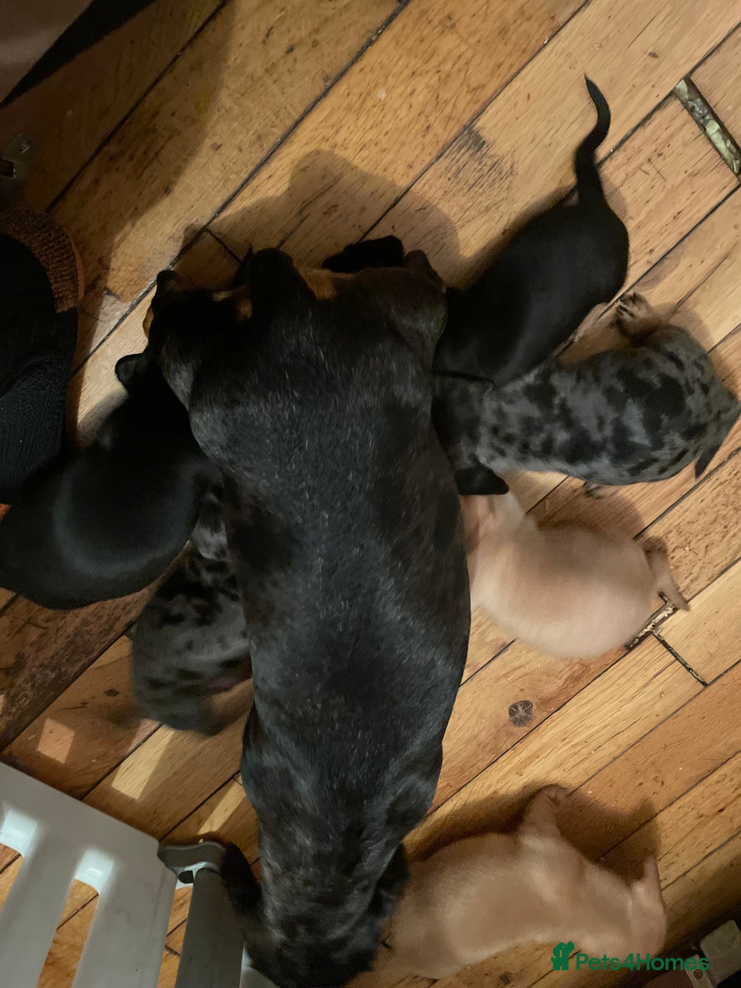 Miniature Dachshund dogs for sale: Miniature dachshund puppies - Image 14