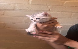 British Shorthair cats for sale: ✨British Shorthair Kittens ✨ - Image 6