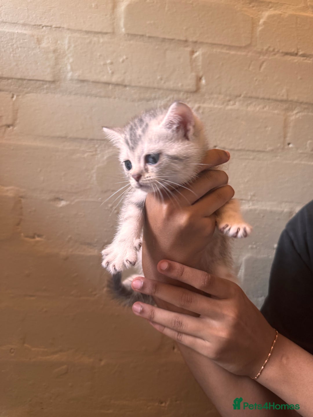 British Shorthair cats for sale: ✨British Shorthair Kittens ✨ - Image 6