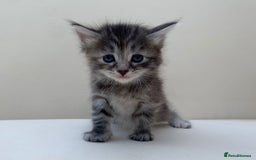 Mixed Breed cats for sale: Gorgeous Siberian Neva Masquerade Cross Kittens! - Image 1