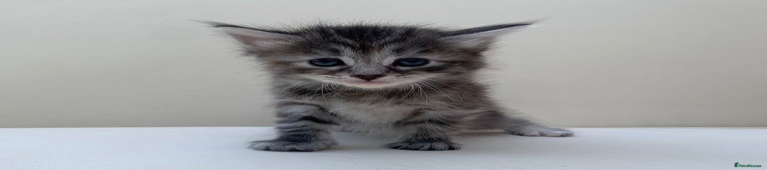 Mixed Breed Kitten 2