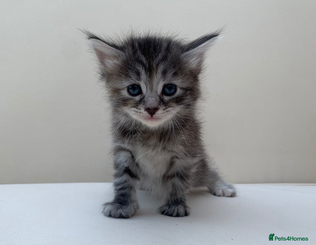 Mixed Breed cats for sale: Gorgeous Siberian Neva Masquerade Cross Kittens! - Image 1
