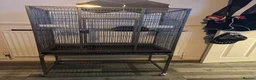 Cockatiels birds for sale: Cockatiels for sale including cage - Advert 1