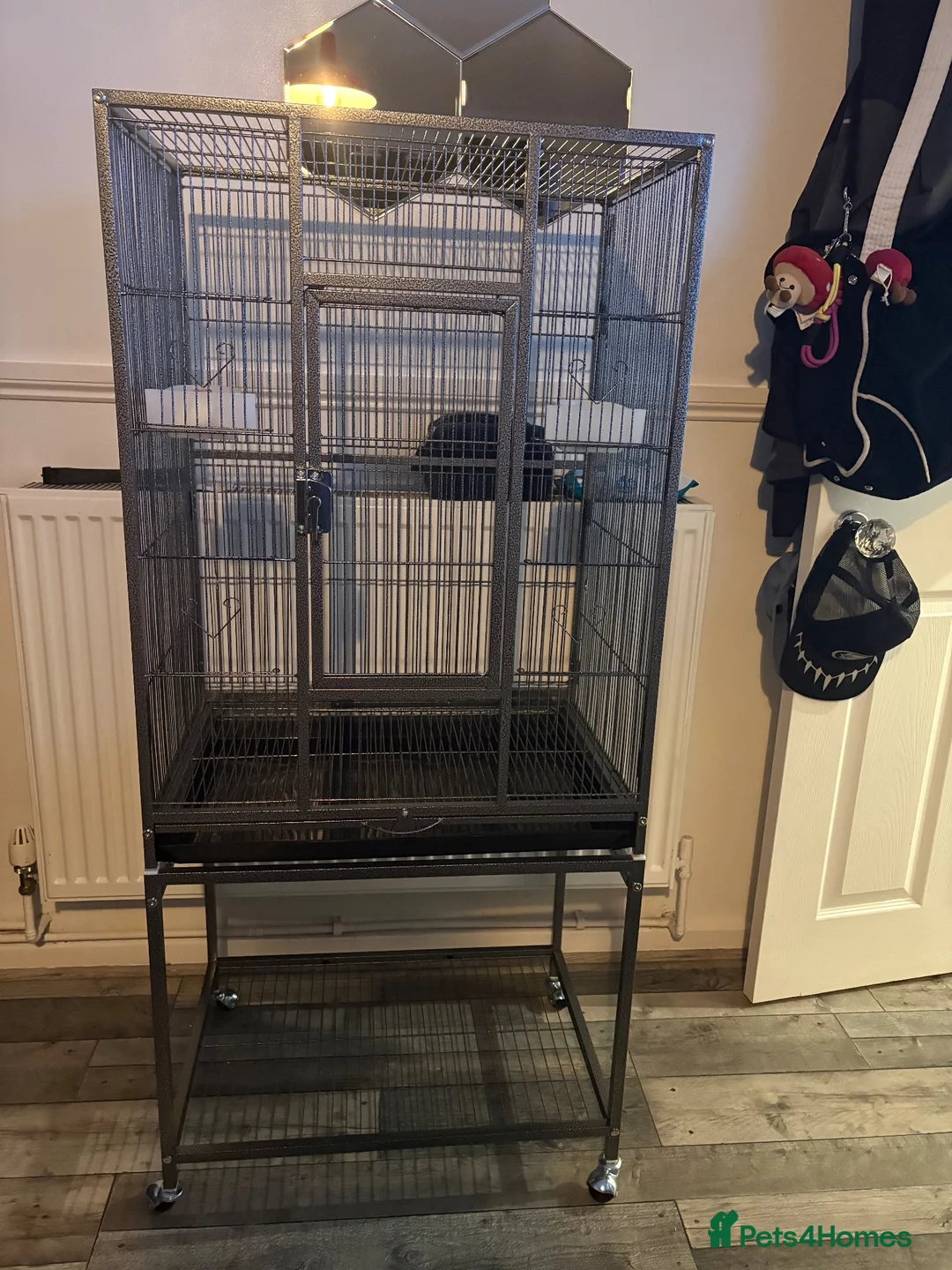 Cockatiels birds for sale: Cockatiels for sale including cage - Advert 1