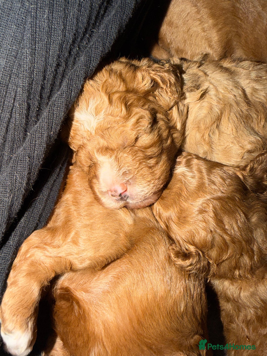 Cavapoo dogs for sale: *Only 1 left *beautiful Cavapoo puppies  - Advert 3