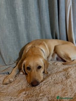 Labrador Retriever dogs - Advert 5