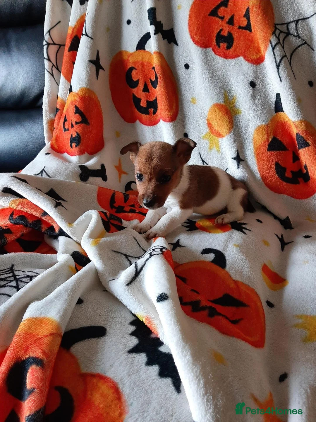Jack Russell dogs for sale: Mini jack Russell  - Advert 9
