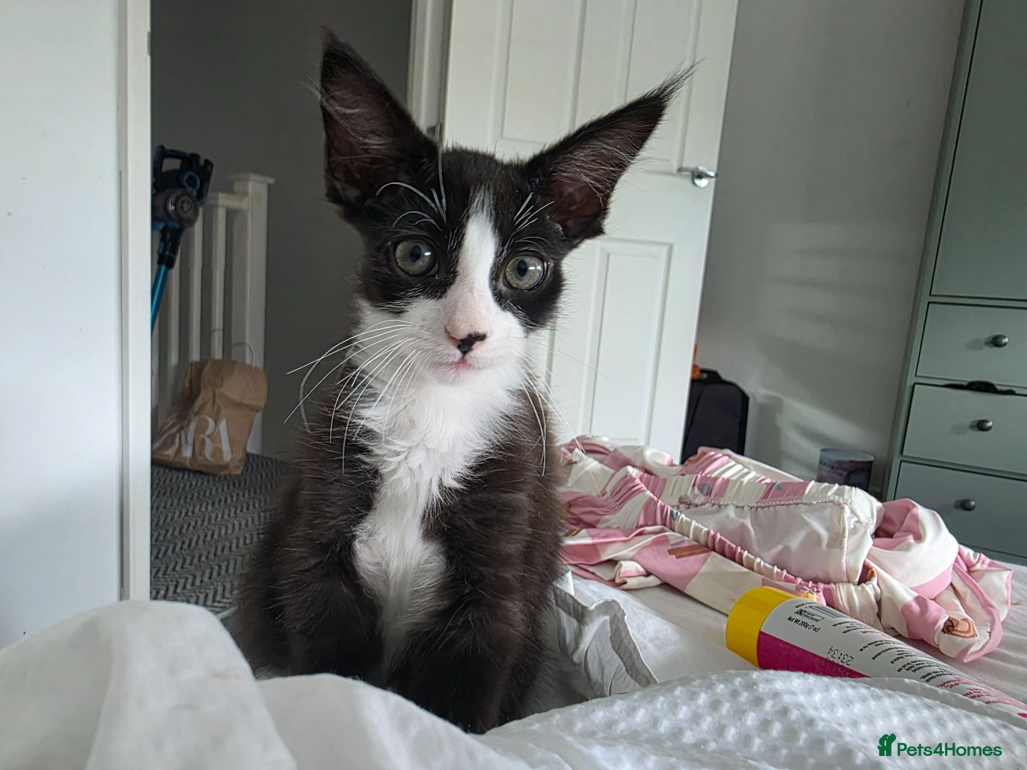 Mixed Breed cats 1 boy left - Advert 1