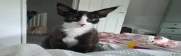 Mixed Breed cats for sale: 1 boy left - Advert 1