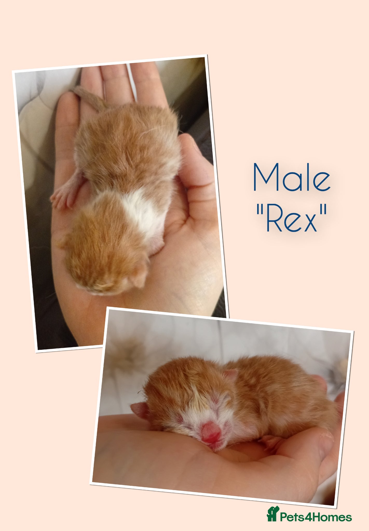 Mixed Breed cats 3 little stunning kittens for reservation  - Advert 11