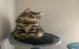 Mixed Breed cats for sale: Beautiful boy seeking forever home  - Image 3