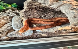 Corn Snake reptiles for sale: Female Corn Snake - Image 3