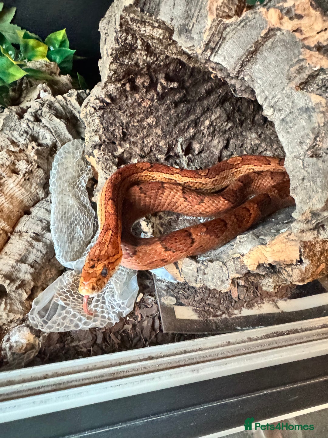 Corn Snake reptiles for sale: Female Corn Snake - Image 3