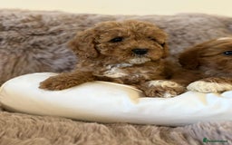 Cavapoo dogs for sale: Cavapoo puppy’s Extensively health tested parents - Image 5