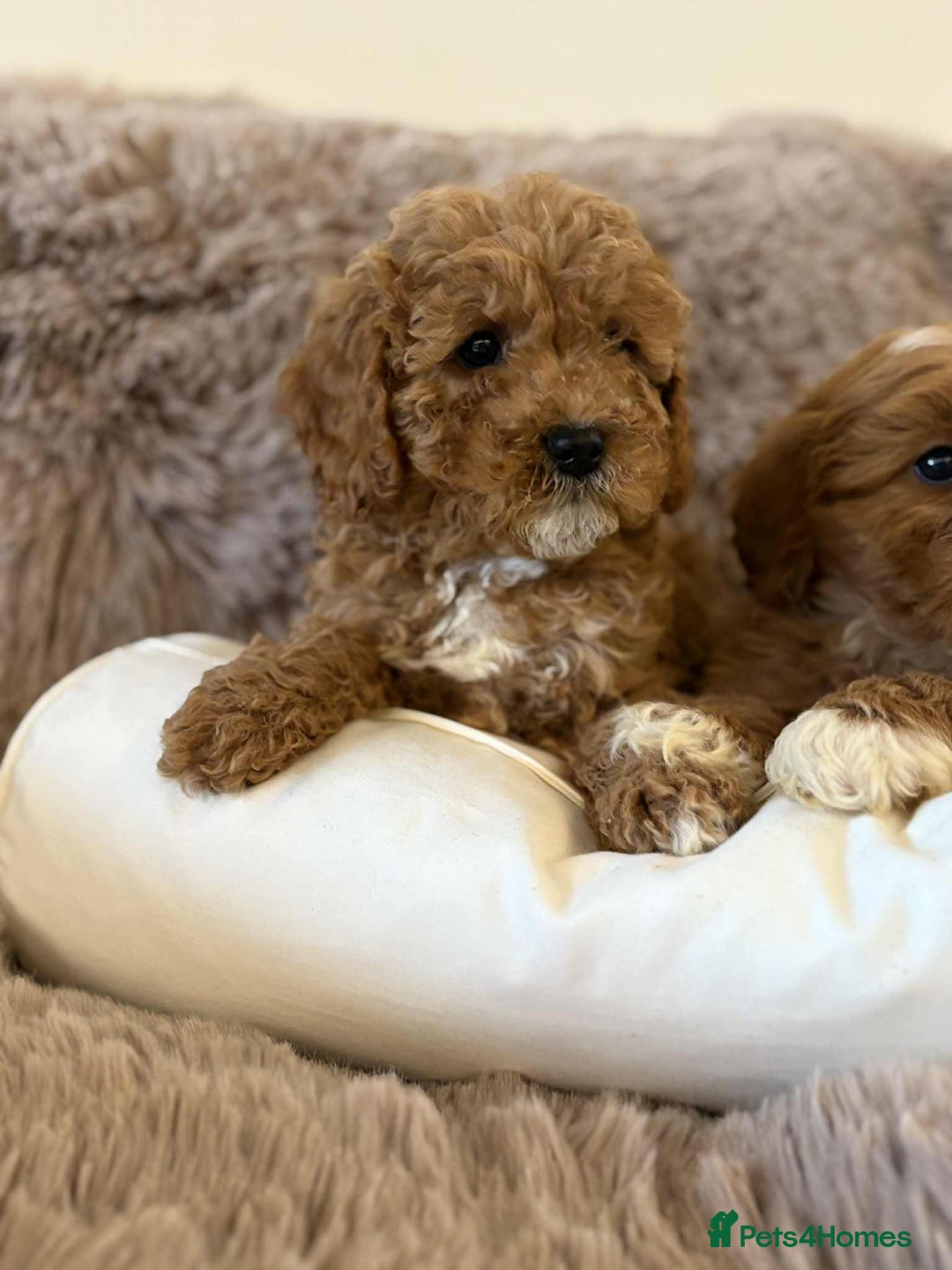 Cavapoo dogs for sale: Cavapoo puppy’s Extensively health tested parents - Image 5
