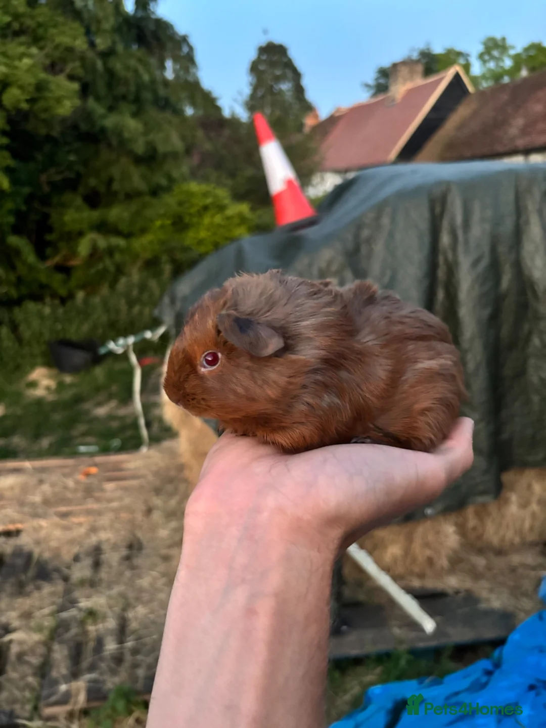 Guinea Pig rodents for sale: Baby guinea pigs for sale  - Advert 2