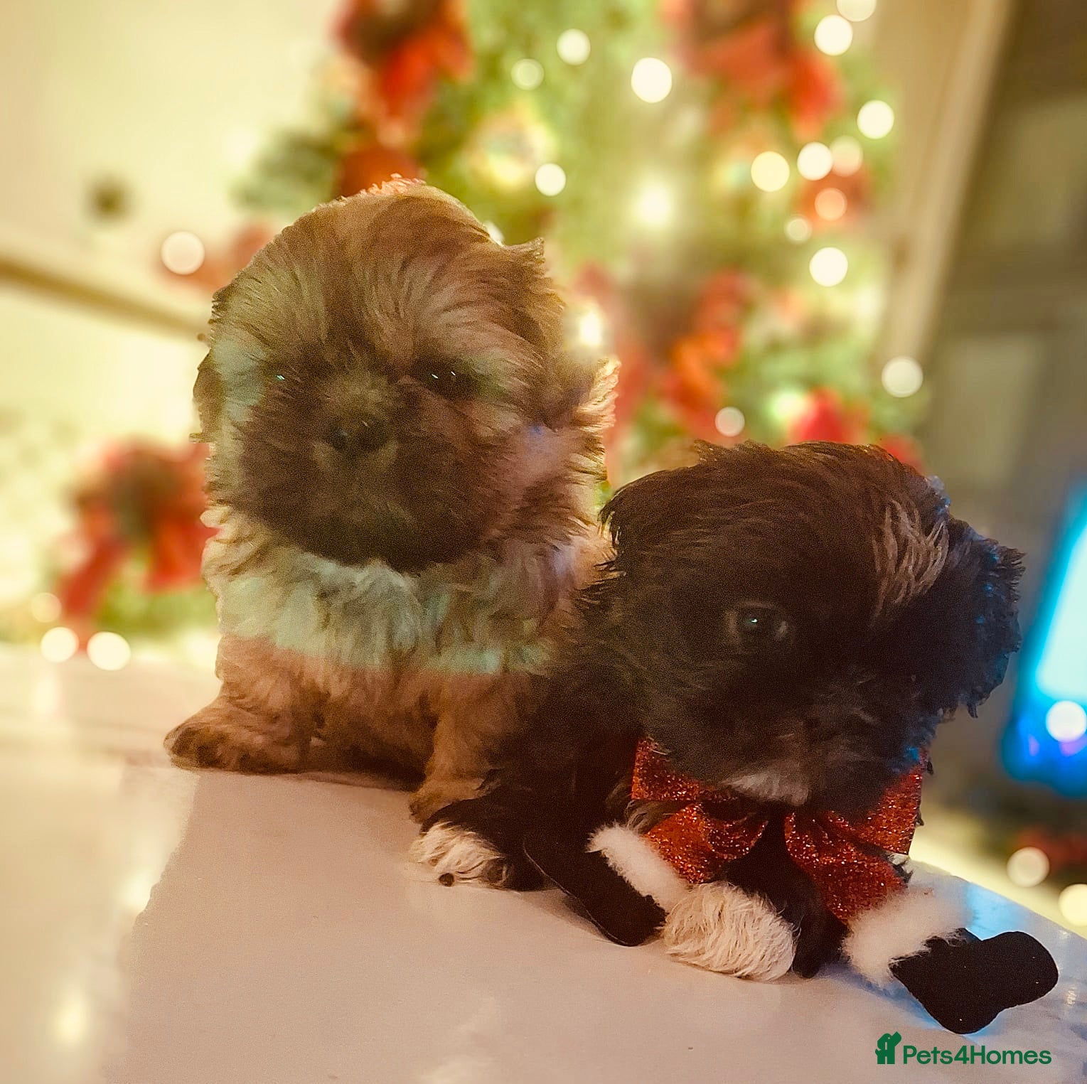 Shih Tzu dogs KC Reg Imperial Shih Tzu Puppies –  **  Ready - Advert 2