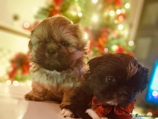 Shih Tzu dogs KC Reg Imperial Shih Tzu Puppies – ** Ready - Advert 3